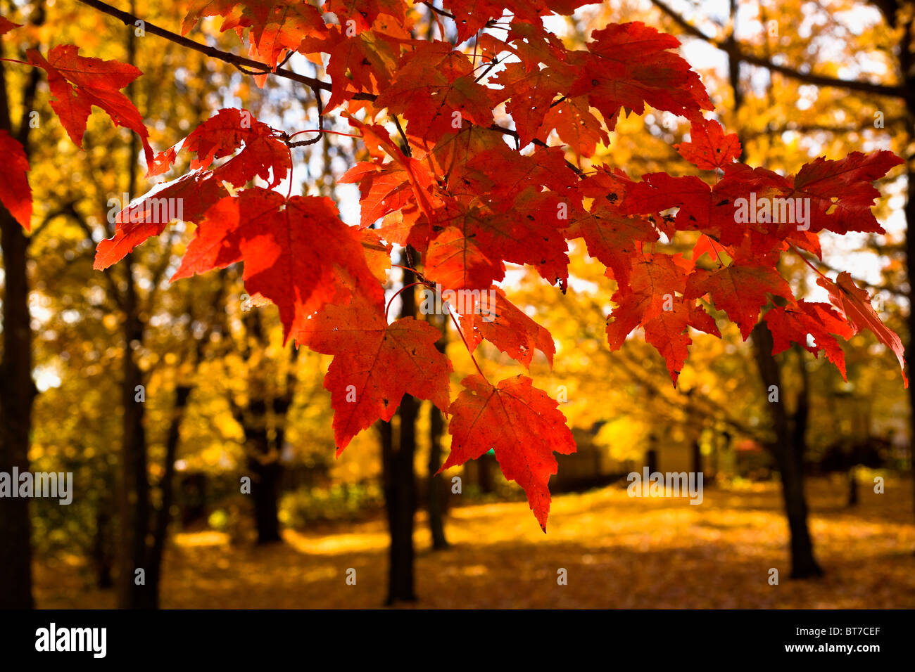 Rot-Ahorn-Blätter, Quebec, Kanada Stockfoto