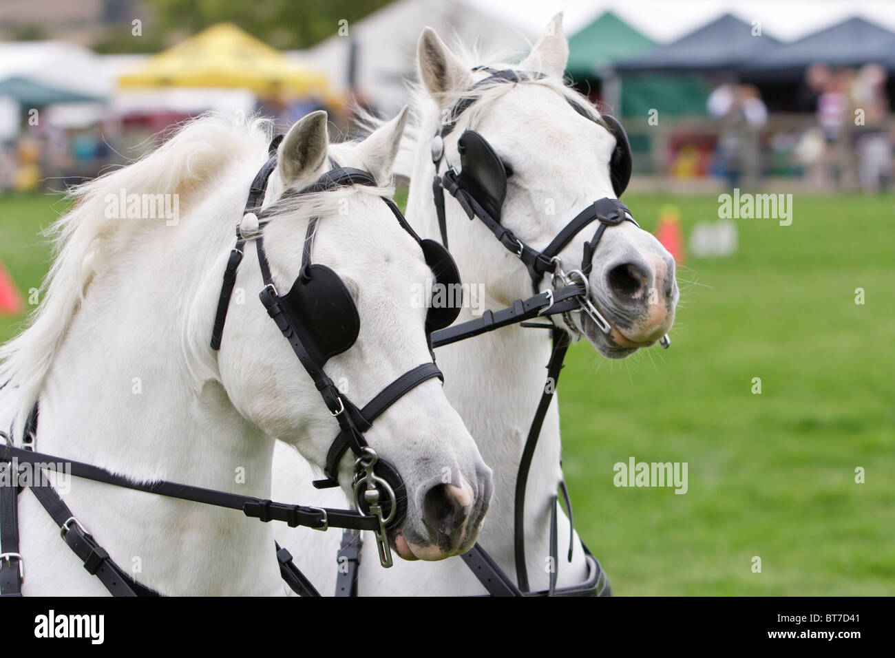 Zwei weiße huschen treibende Ponys in Zaum, Scheuklappen und Gurtzeug in Hertfordshire Game Fair 2010 Stockfoto