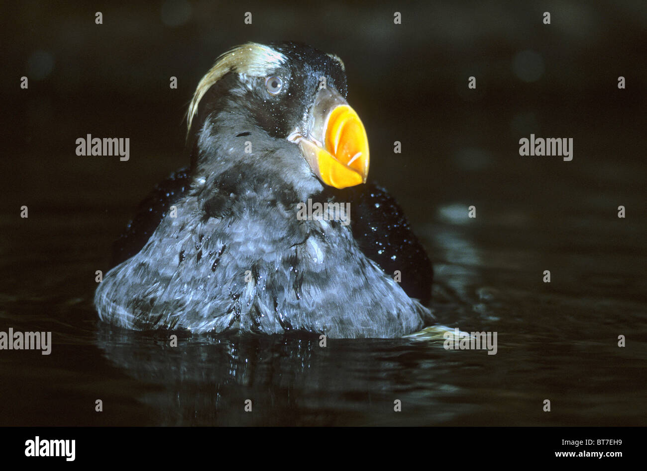 Getuftete Papageientaucher (Fratercula Cirrhata), Winter/Frühling