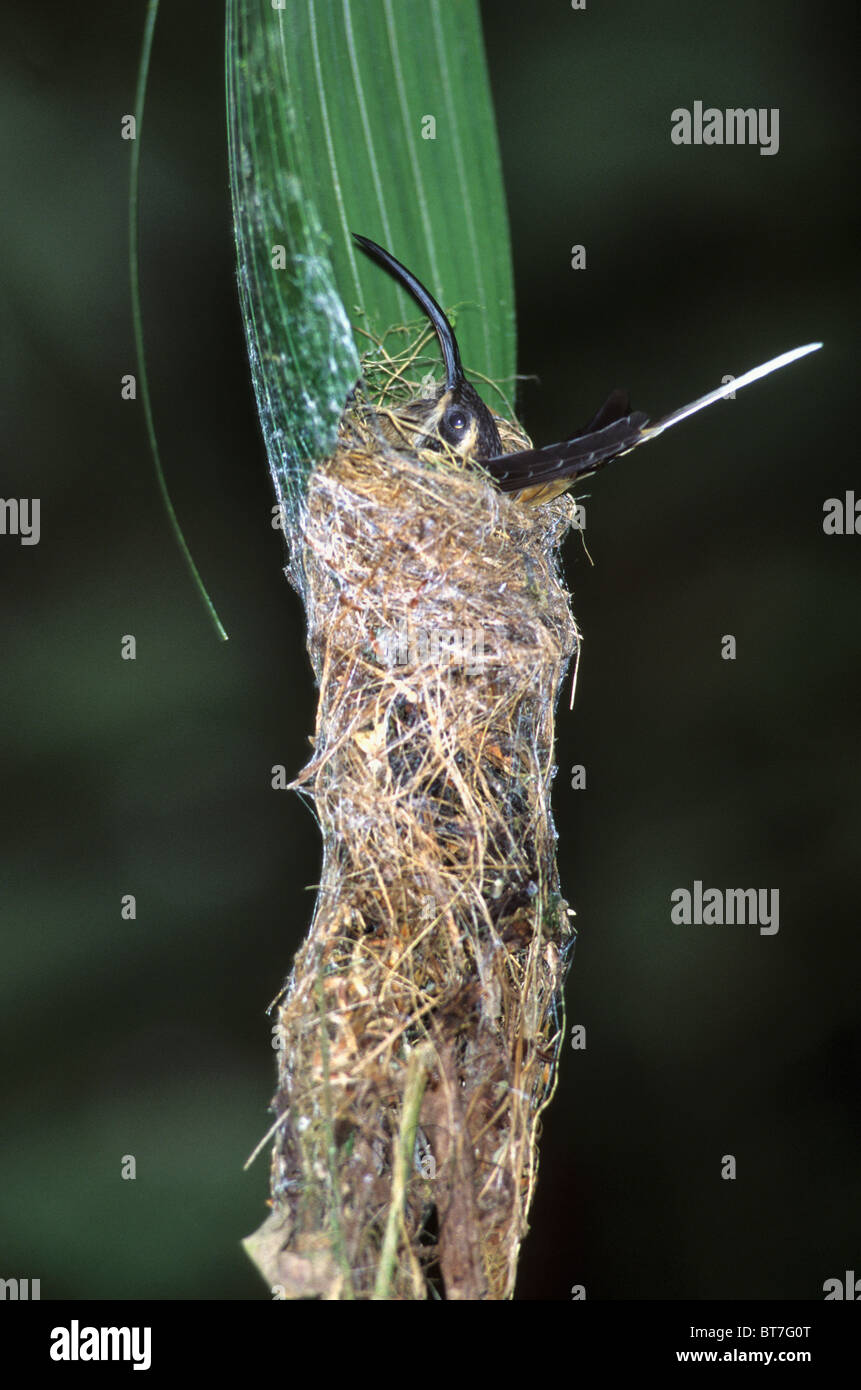 Lange-billed Einsiedler Kolibri, (Phaethornis Longirostris), im Nest, La Selva Reserve, Costa Rica. Stockfoto