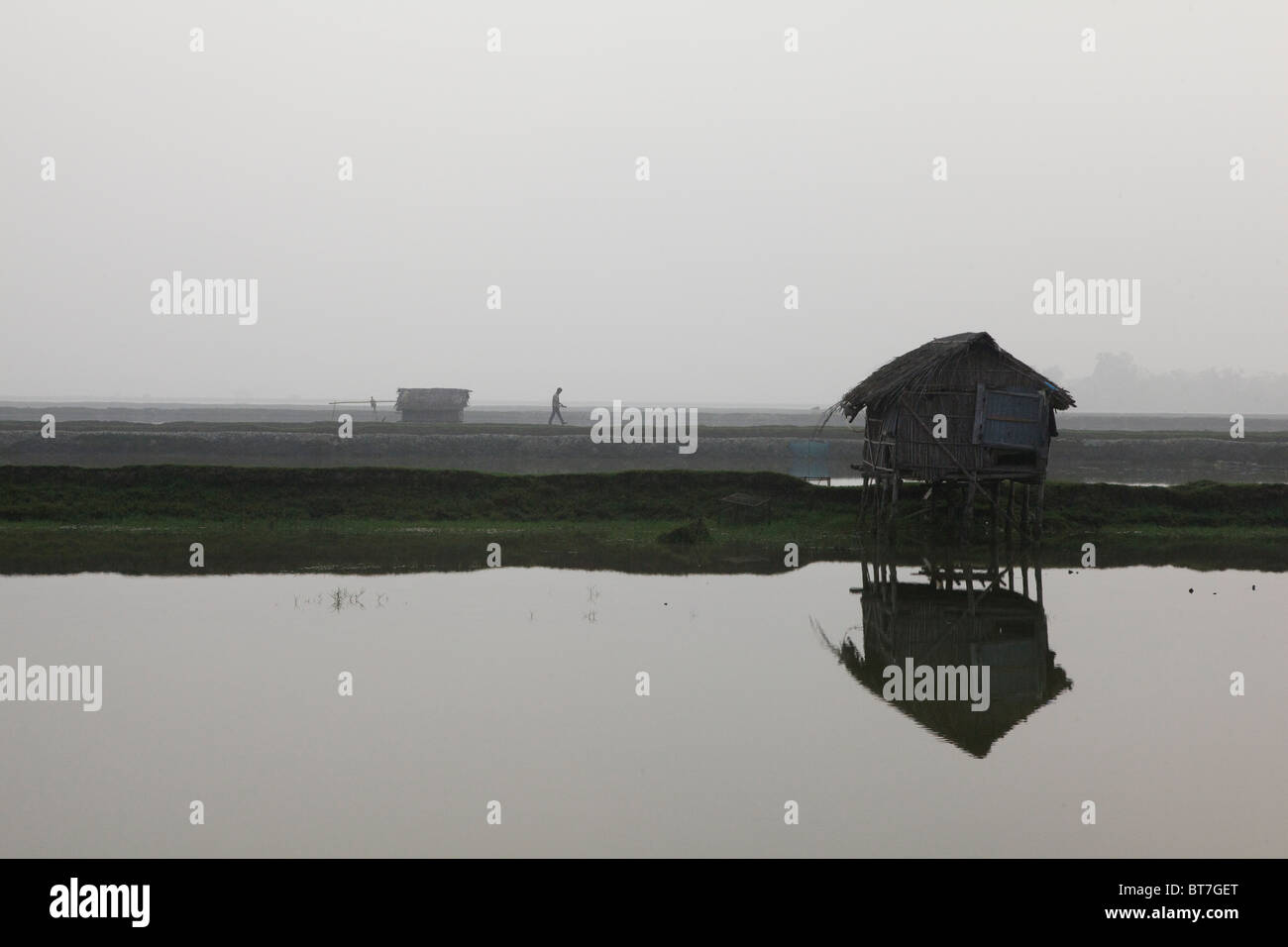 Einsamer Tierheim als Ausschau in einem Reisfeld in Bangladesch Stockfoto