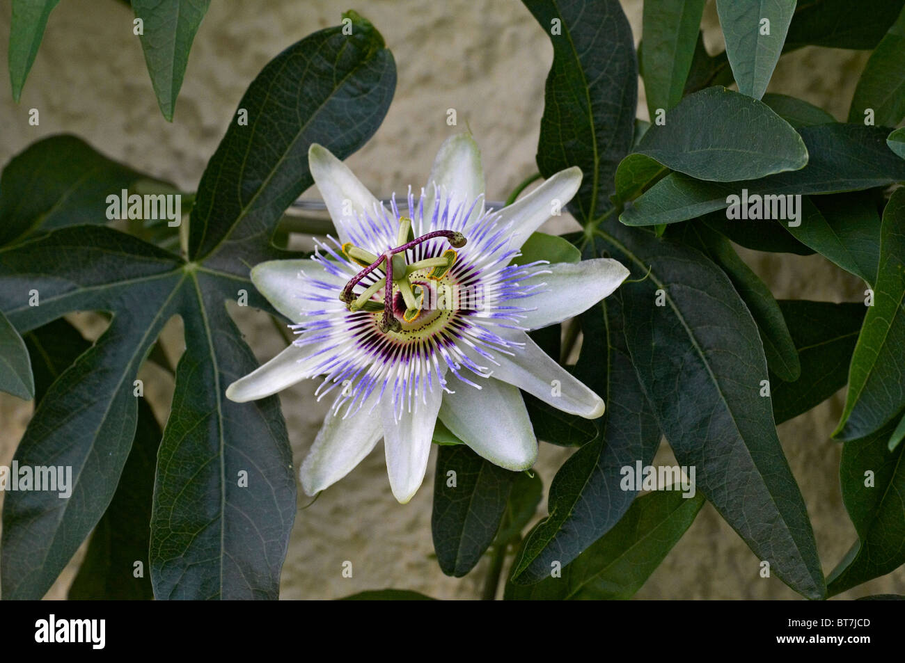 Nahaufnahme Bild der Blüte Passiflora Vitfolia "Weiße Beleuchtung" Stockfoto