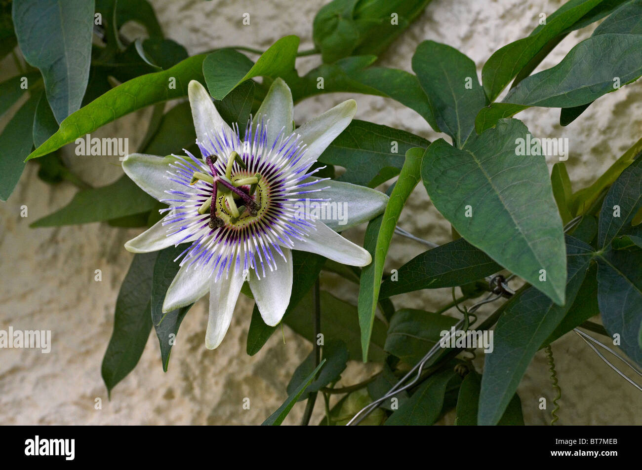 Nahaufnahme Bild der Blüte Passiflora Vitfolia "Weiße Beleuchtung" Stockfoto
