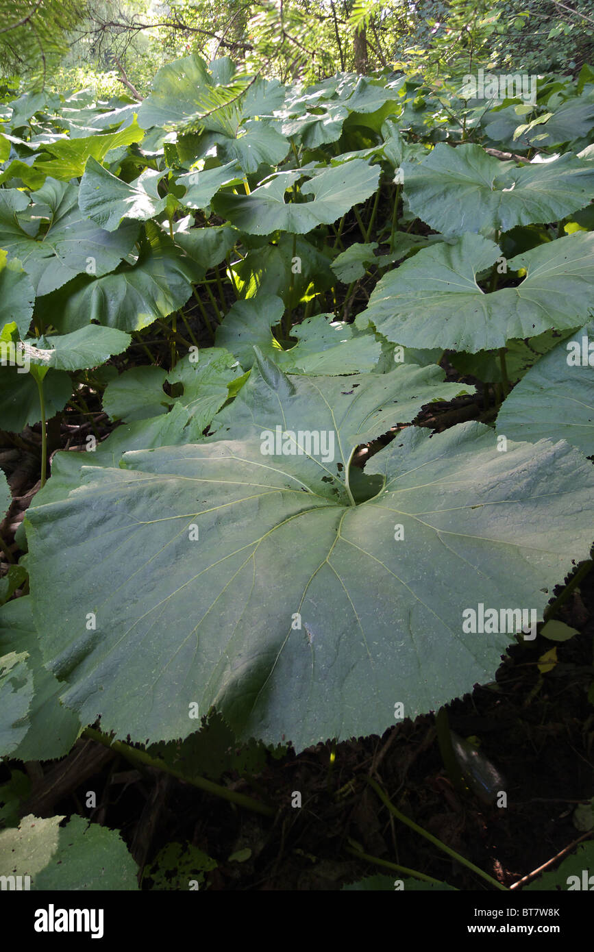 Ausgewachsene Blätter von Petasites Japonicus auch bekannt als giant Pestwurz Stockfoto