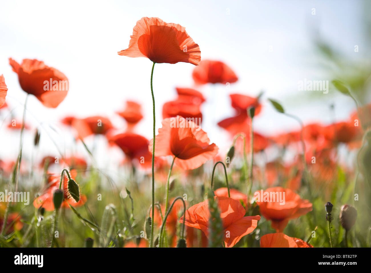 Rote Mohnblumen in einem Feld Stockfoto