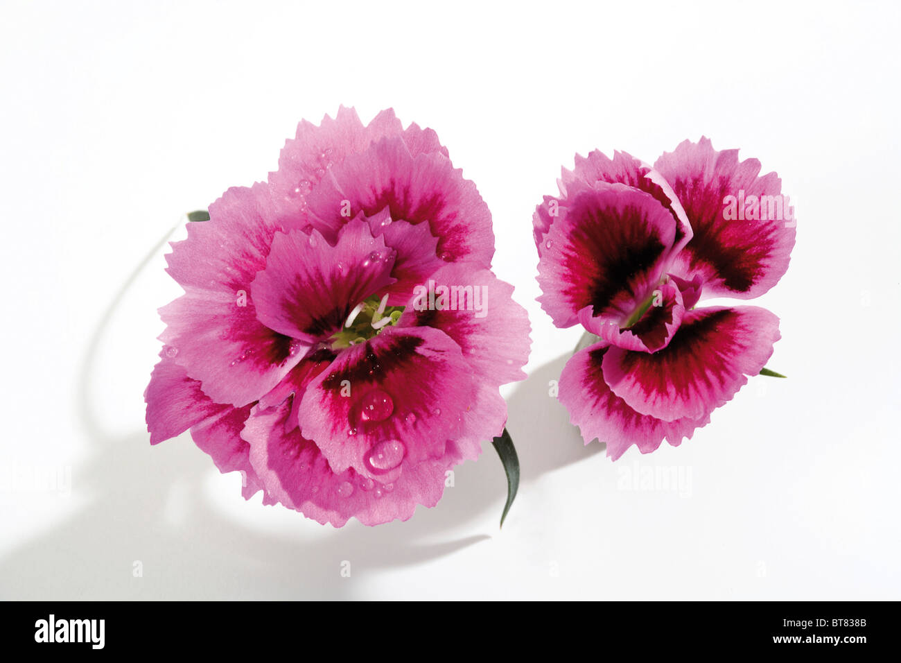 Nelke (Dianthus) Stockfoto