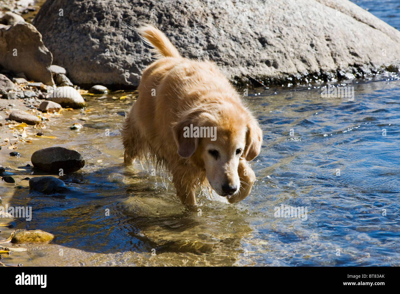 Golden Retriever Hund Arkansas River durchzieht den kleinen Berg Stadt Salida, Colorado, USA Stockfoto