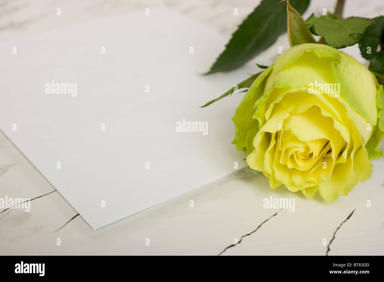 Rose Blume liegend auf einem leeren Blatt Papier Stockfoto