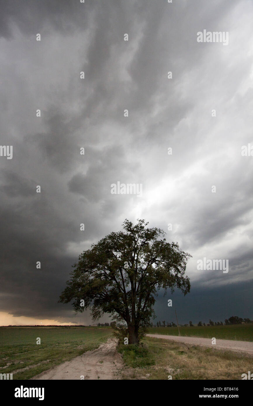 Ein einsamer Baum steht vor einem Gewitter in der ländlichen Nebraska Prärie in der Nähe von Scottsbluff, Nebraska, USA, 7. Juni 2010. Stockfoto