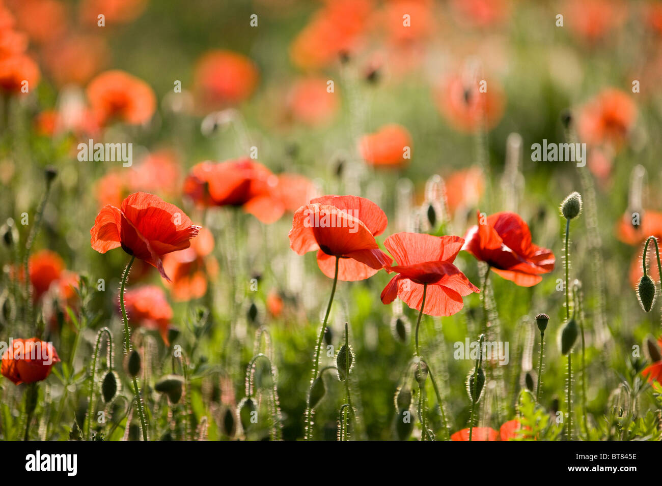 Rote Mohnblumen in einem Feld Stockfoto