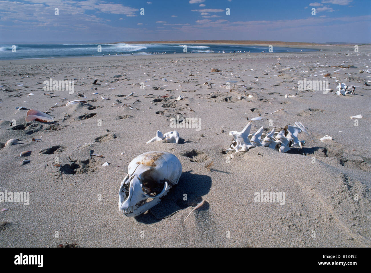 Schädel und Skelette auf Skeleton Coast, Namibia, Afrika Stockfoto