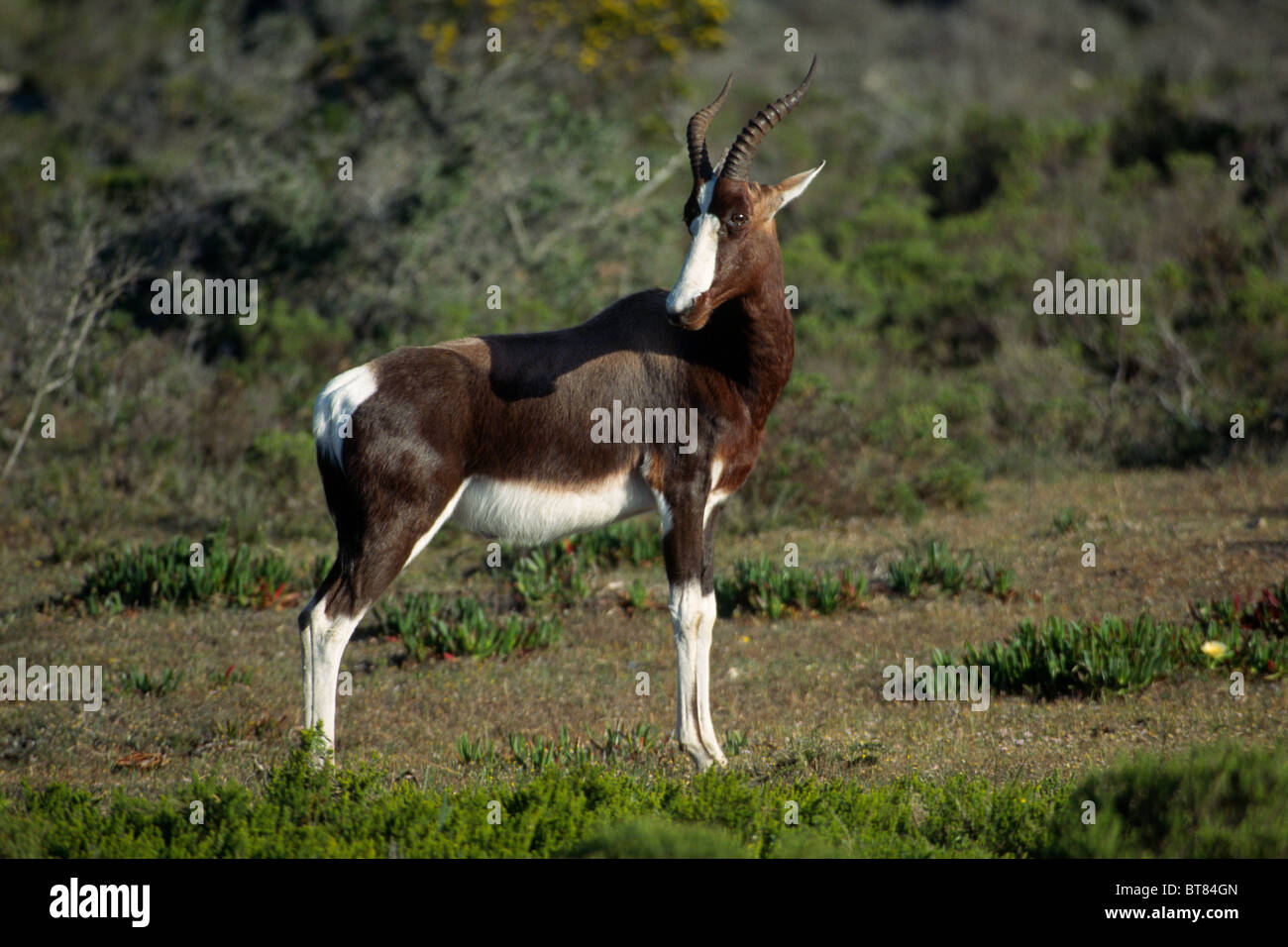 Bontebok (Damaliscus Dorcas Dorcas), Südafrika Stockfoto
