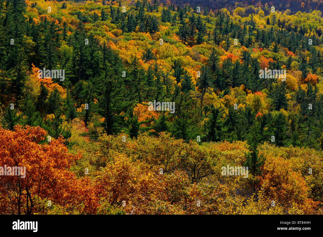 Detail von Eichen und Kiefern im Herbst bei Tawadina Lookout auf den Spuren von Blanchet Gatineau Hills Park Quebec Kanada Stockfoto