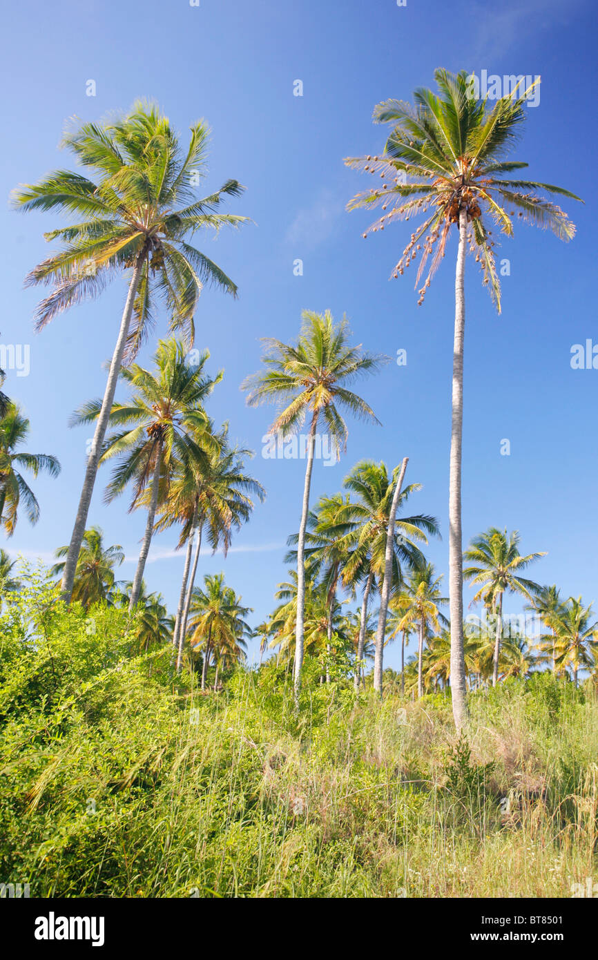 Die endlosen Kokospalme Baum Haine von Tofo auf den Indischen Ozean Küste von Mosambik Stockfoto