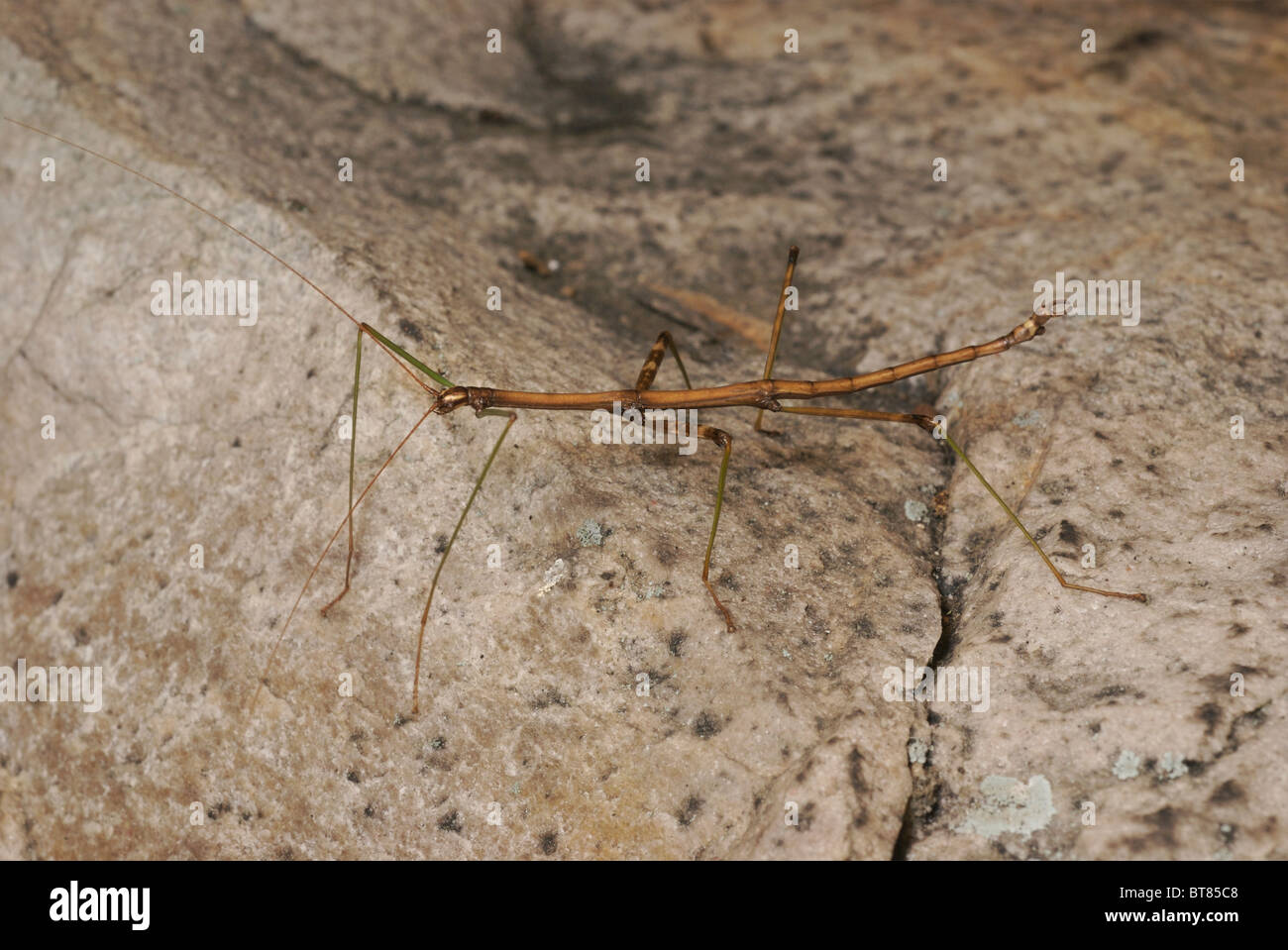 Northern Walkingstick, Diapheromera Femorata, zu Fuß auf einem Felsen. Stockfoto