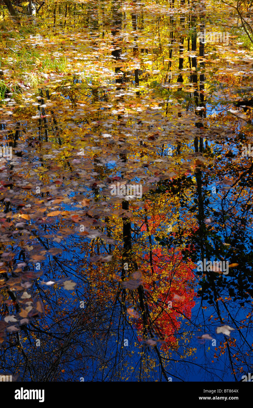 Bunte Blätter, schwebend in einem noch Teich reflektieren Blanchet Trail Gatineau Quebec Kanada Bäume im Herbst Stockfoto