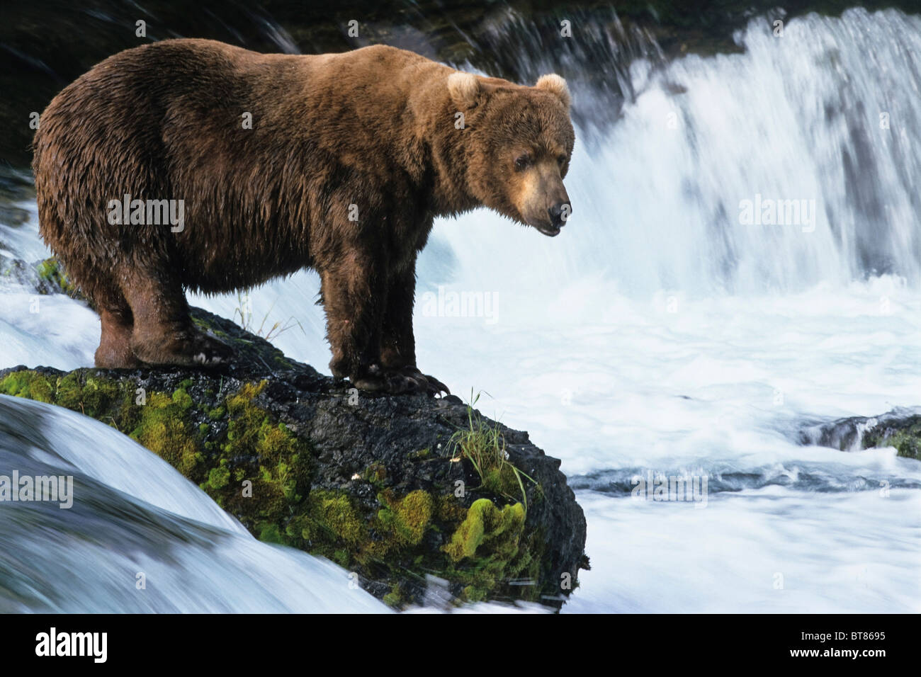 Braunbär (Ursus Arctos) mit Lachs in den Brooks River, Katmai Nationalpark, Alaska, USA Stockfoto
