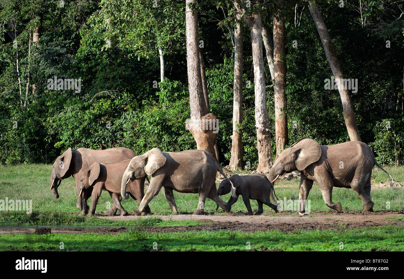 Der afrikanische Waldelefant (Loxodonta Cyclotis) ist eine Wohnung Waldelefant des Kongobeckens. Stockfoto