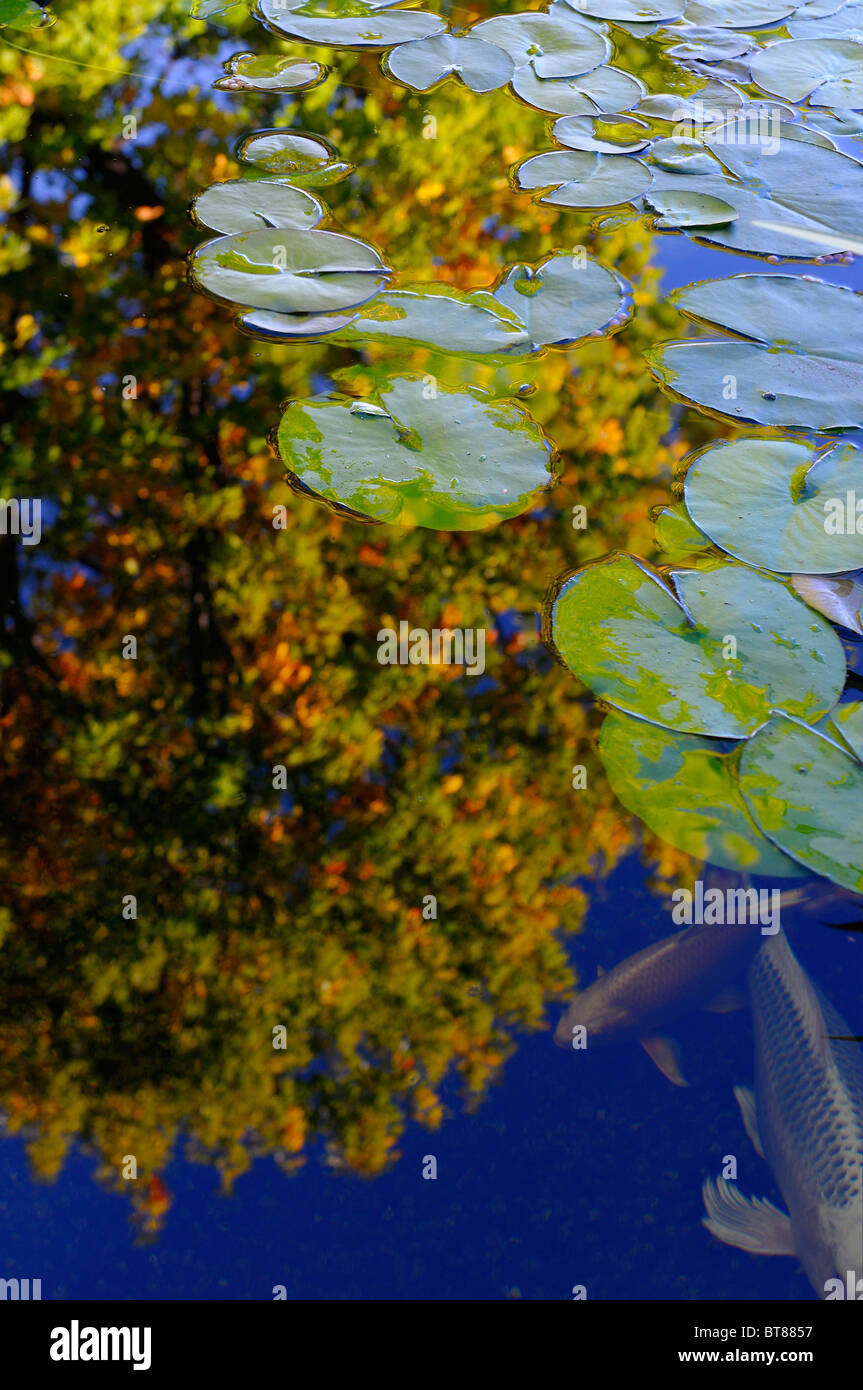 Koi pond autumn Fotos und Bildmaterial in hoher Auflösung Alamy
