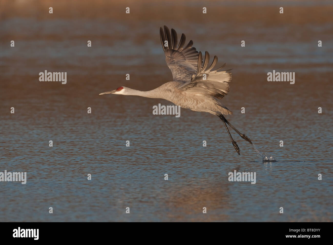 Sandhill Kran (Grus Canadensis) zieht in die Flucht aus einem Pool von Wasser Stockfoto