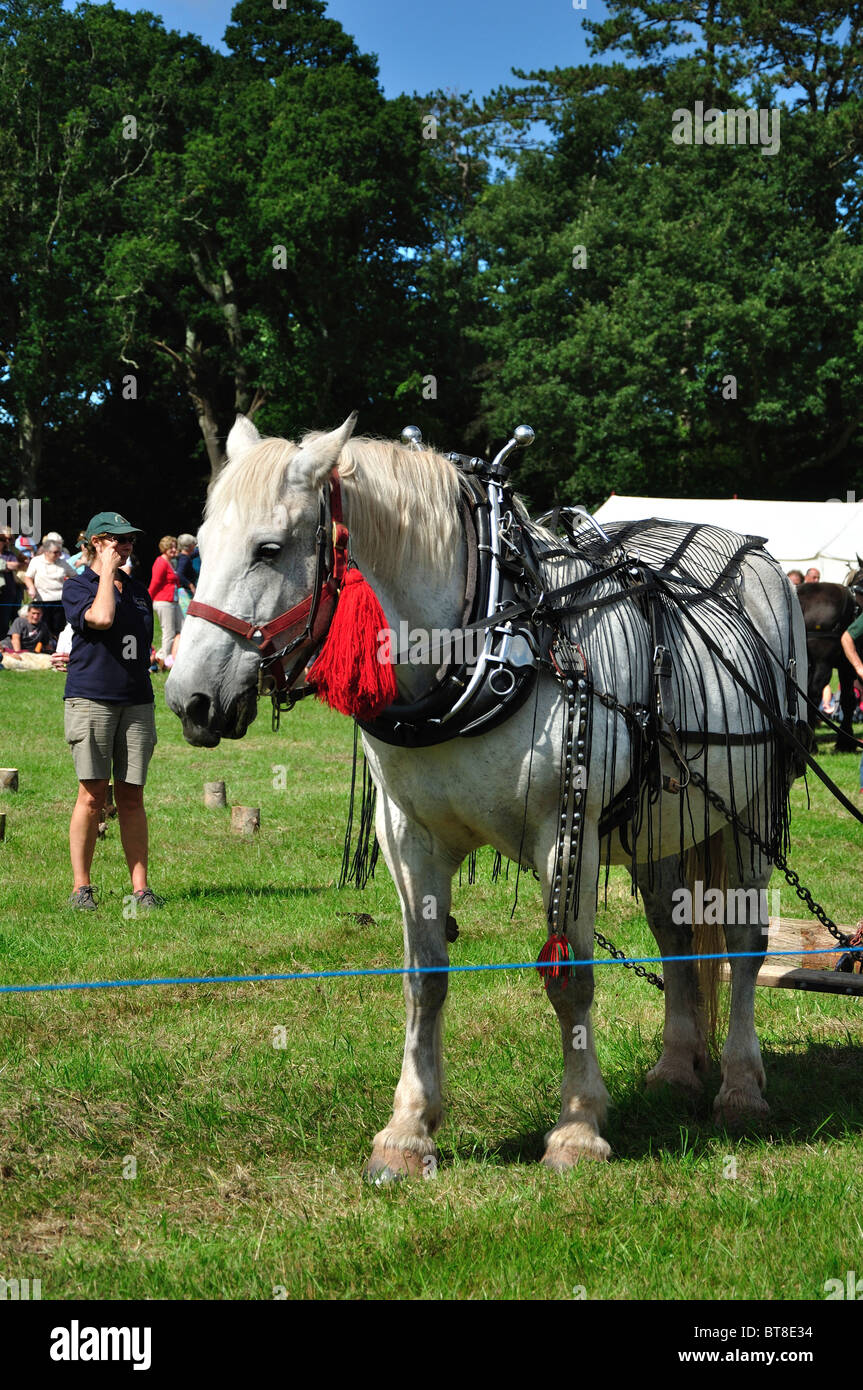 Eine Protokollierung Demonstration mit schweren Pferden auf Lager Gaylard Eiche Fair. Dorset, UK August 2010 Stockfoto