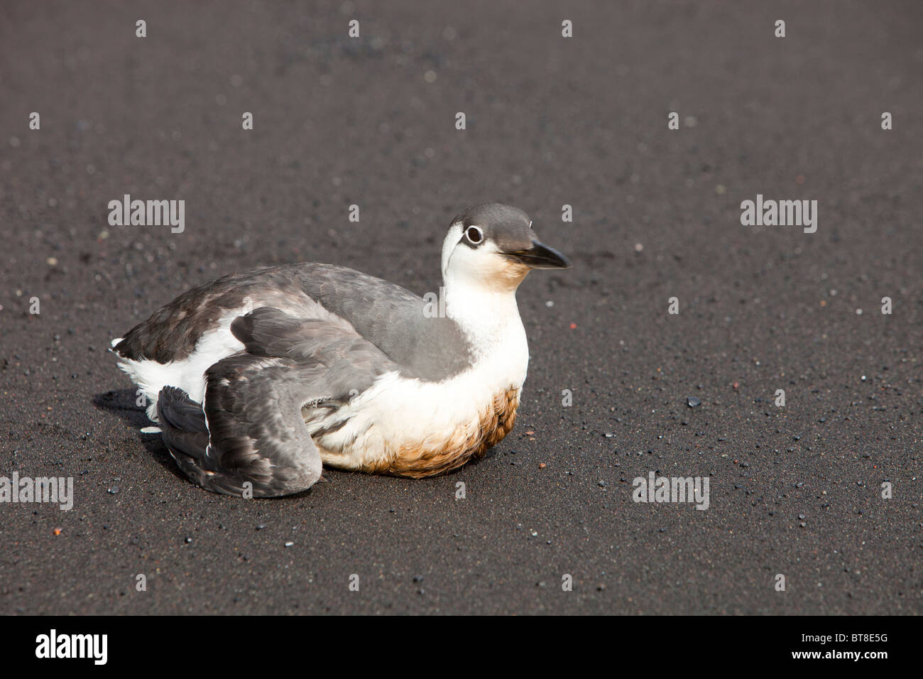 Eine Guillemot (Uria Aalge) bedeckt in Öl auf einem schwarzen vulkanischen Sandstrand bei Vik, an Islands Südküste. Stockfoto