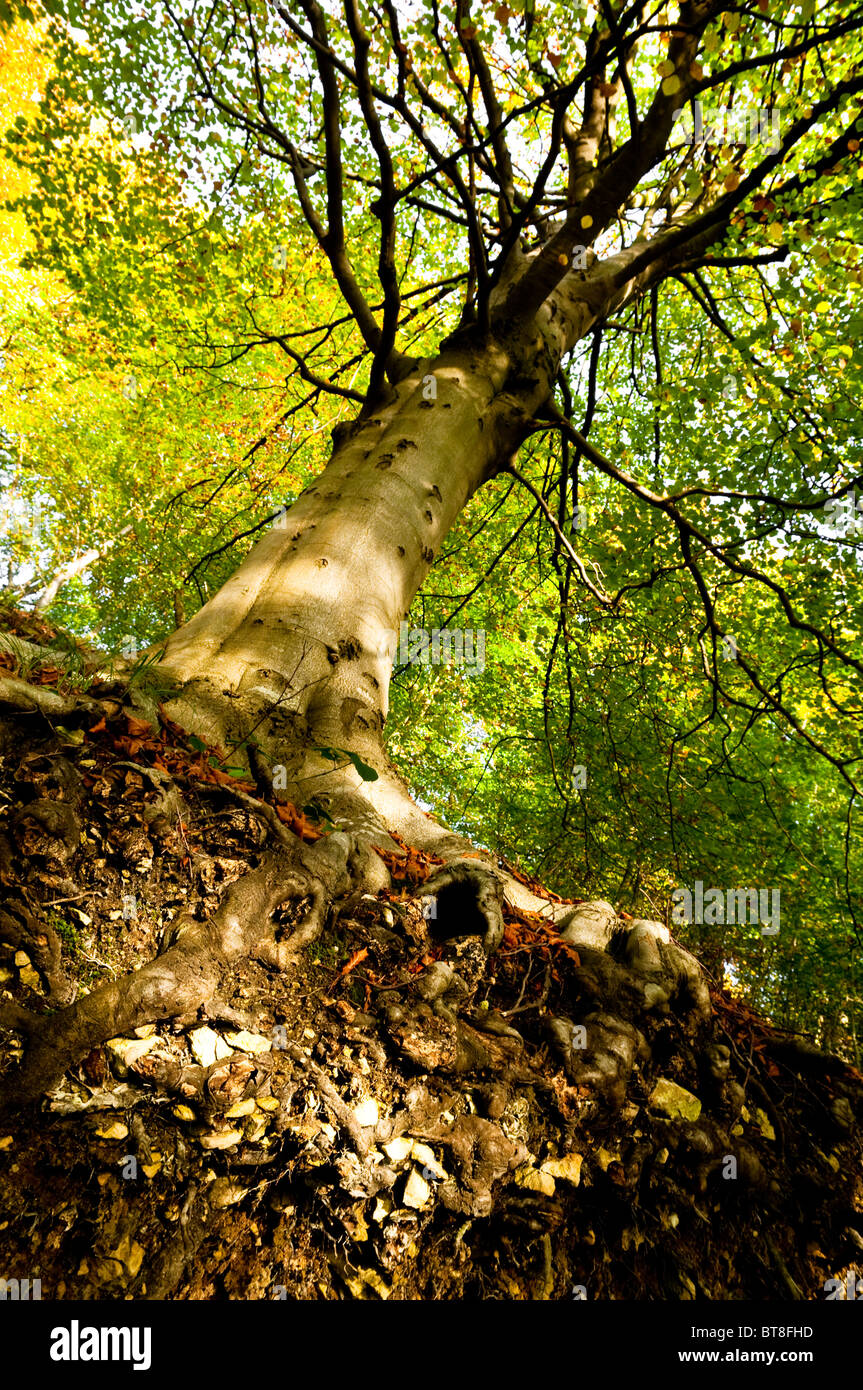 Buche, mit Wurzeln ausgesetzt, zeigen Boden / Untergrund und oolitic Kalkstein; Die Cotswold Weg, Gloucestershire, England, UK. Stockfoto