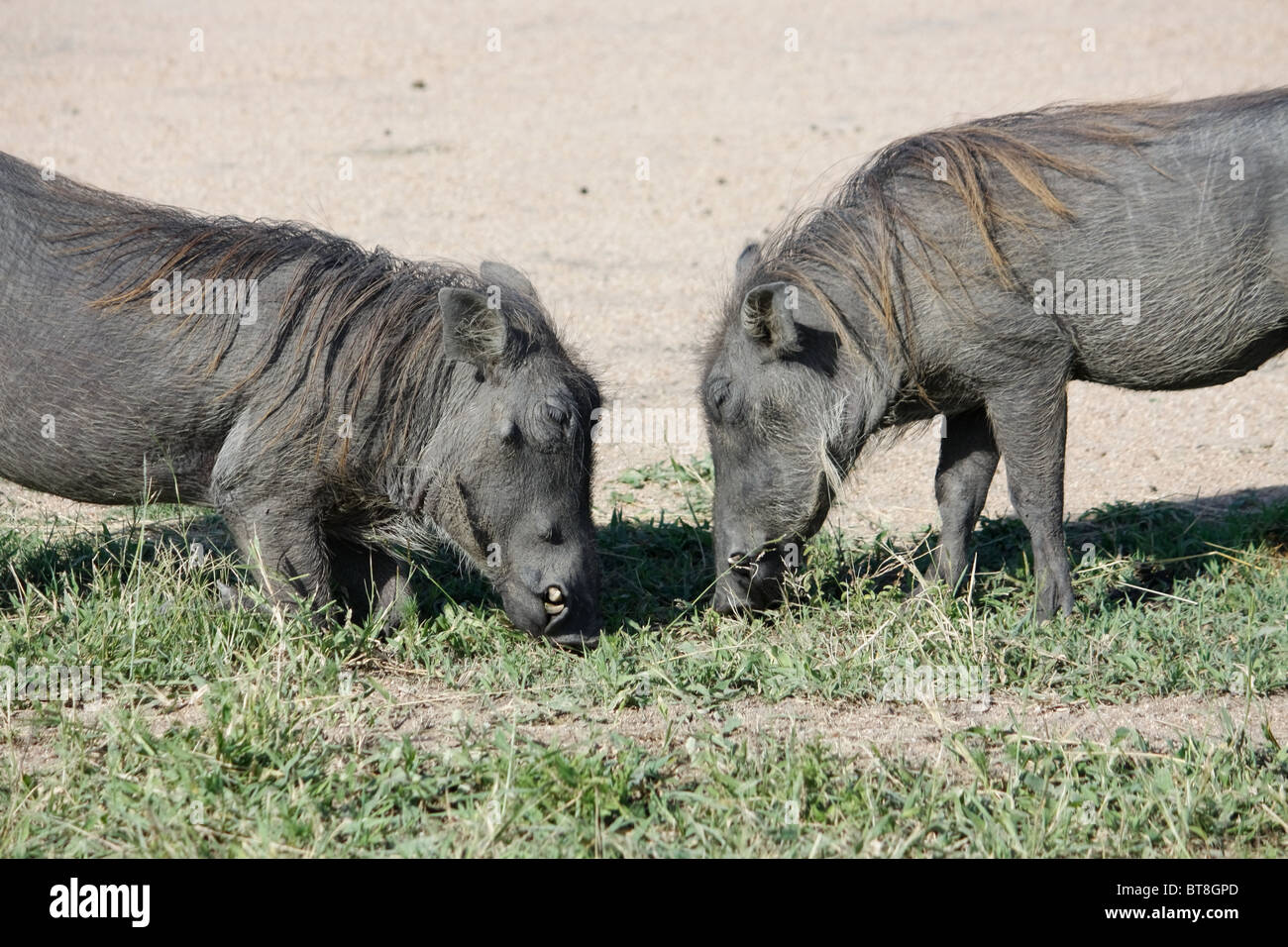 Zwei gemeinsame Warzenschweine Weiden. Stockfoto