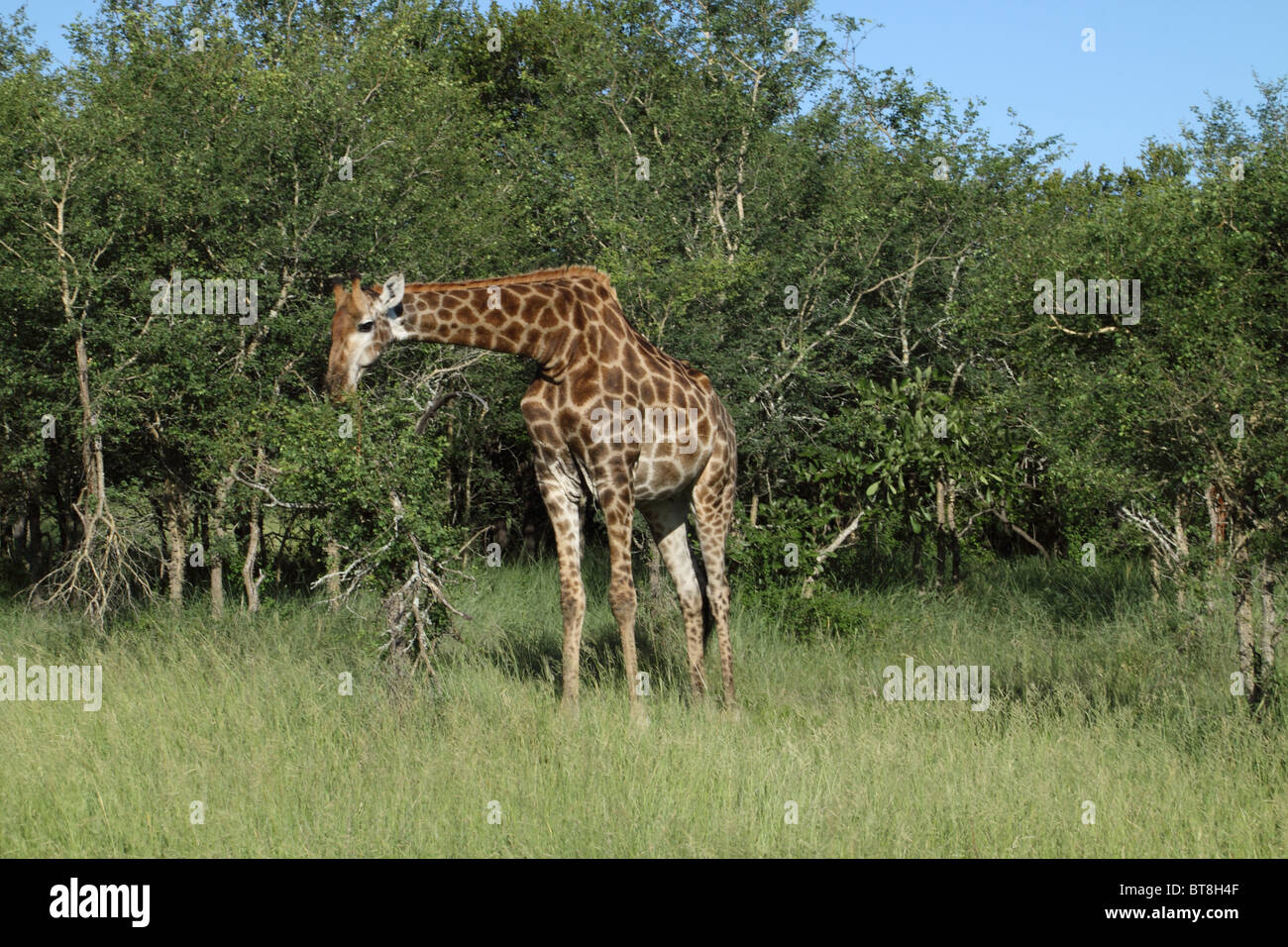 Giraffen füttern. Stockfoto