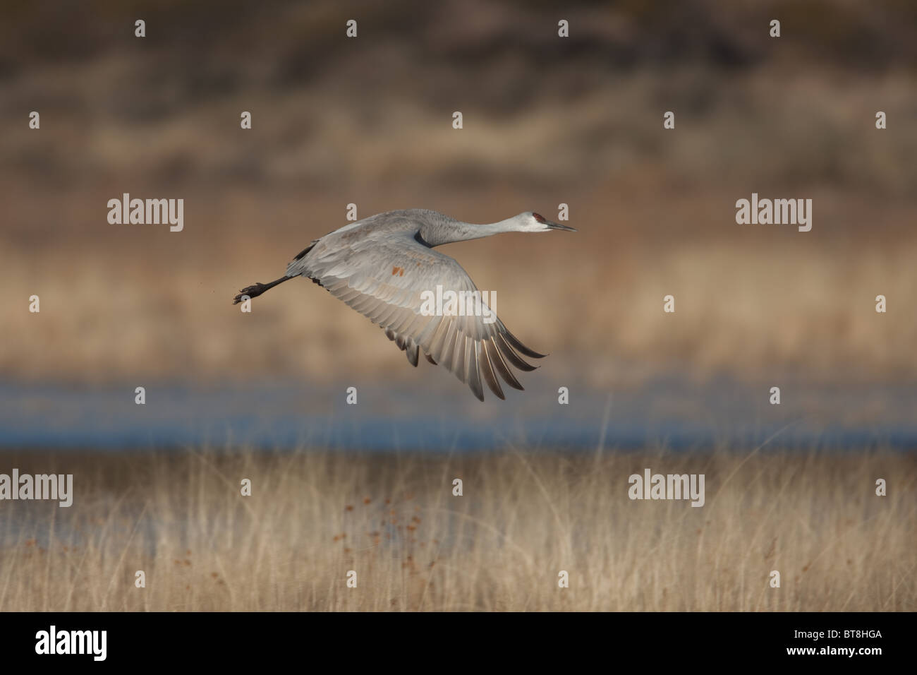 Sandhill Kran (Grus Canadensis) zieht in die Flucht aus einem Pool von Wasser Stockfoto