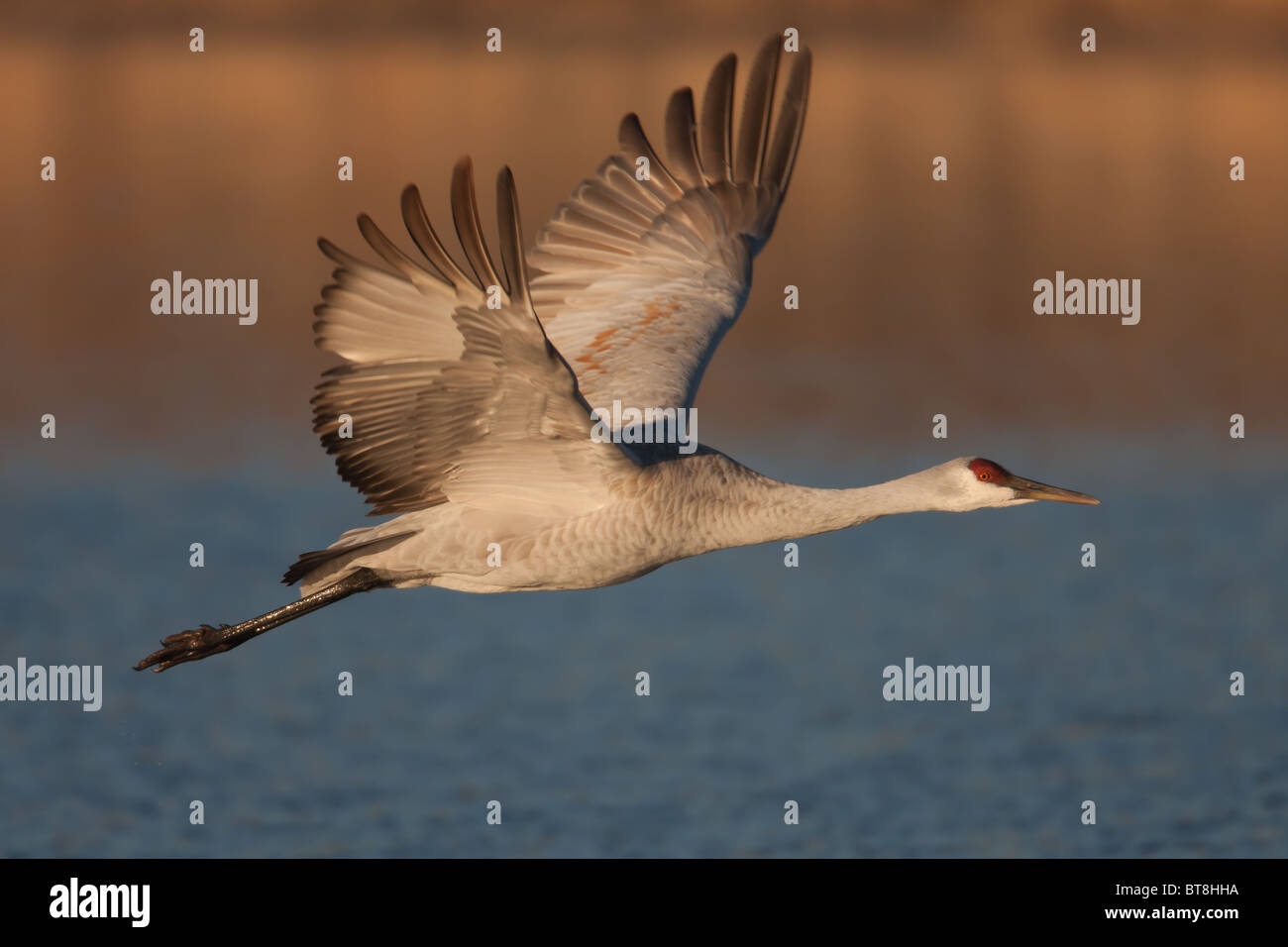 Sandhill Kran (Grus Canadensis) zieht in die Flucht aus einem Pool von Wasser auf der Suche nach Nahrung Stockfoto