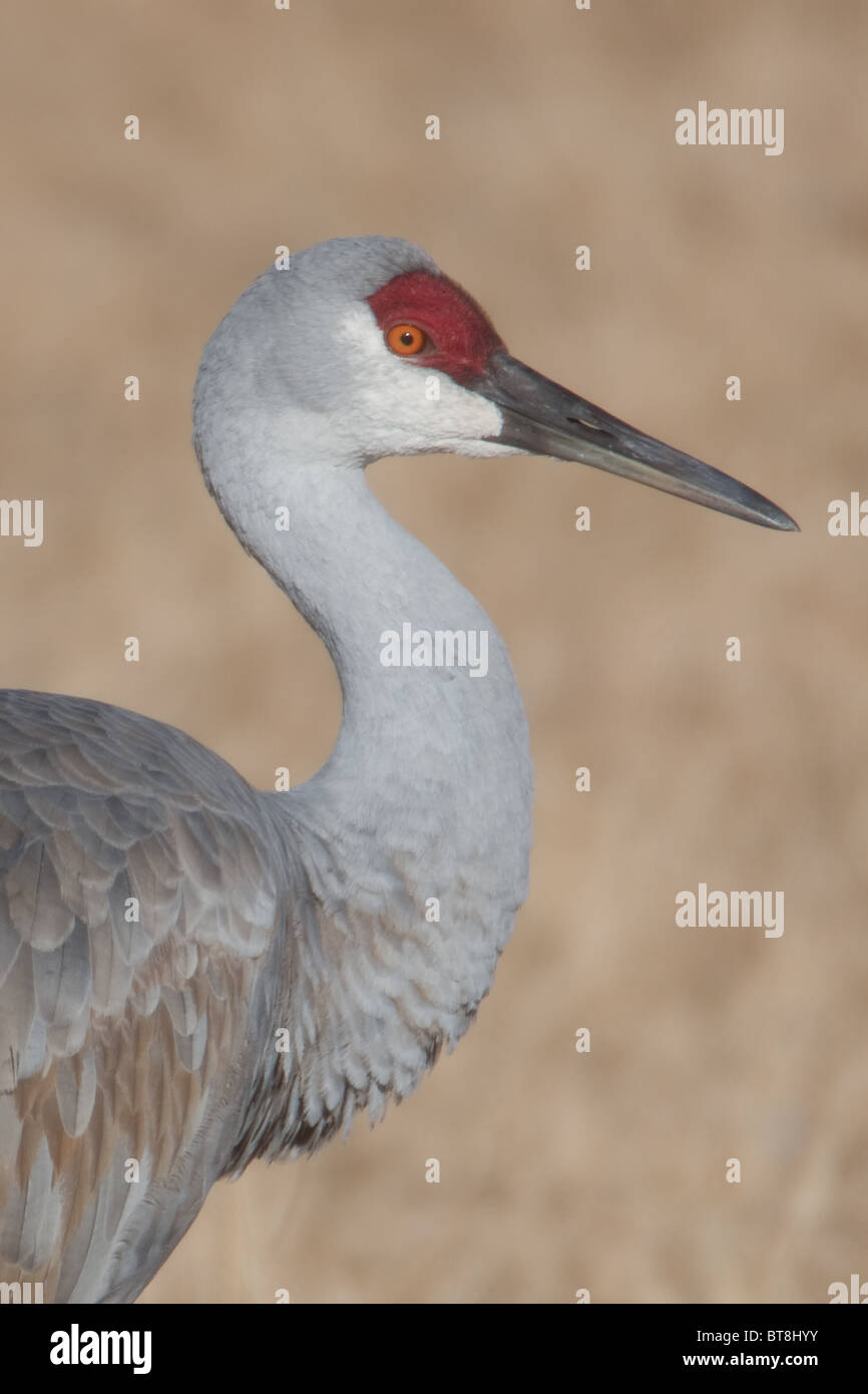 Sandhill Kran (Grus Canadensis) Nahaufnahme Stockfoto