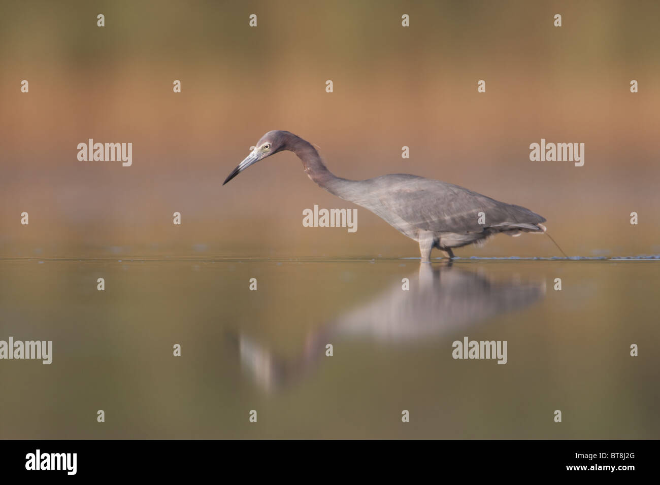 Little Blue Heron (Egretta Caerulea), East Teich, Jamaica Bay Wildlife Refuge Stockfoto