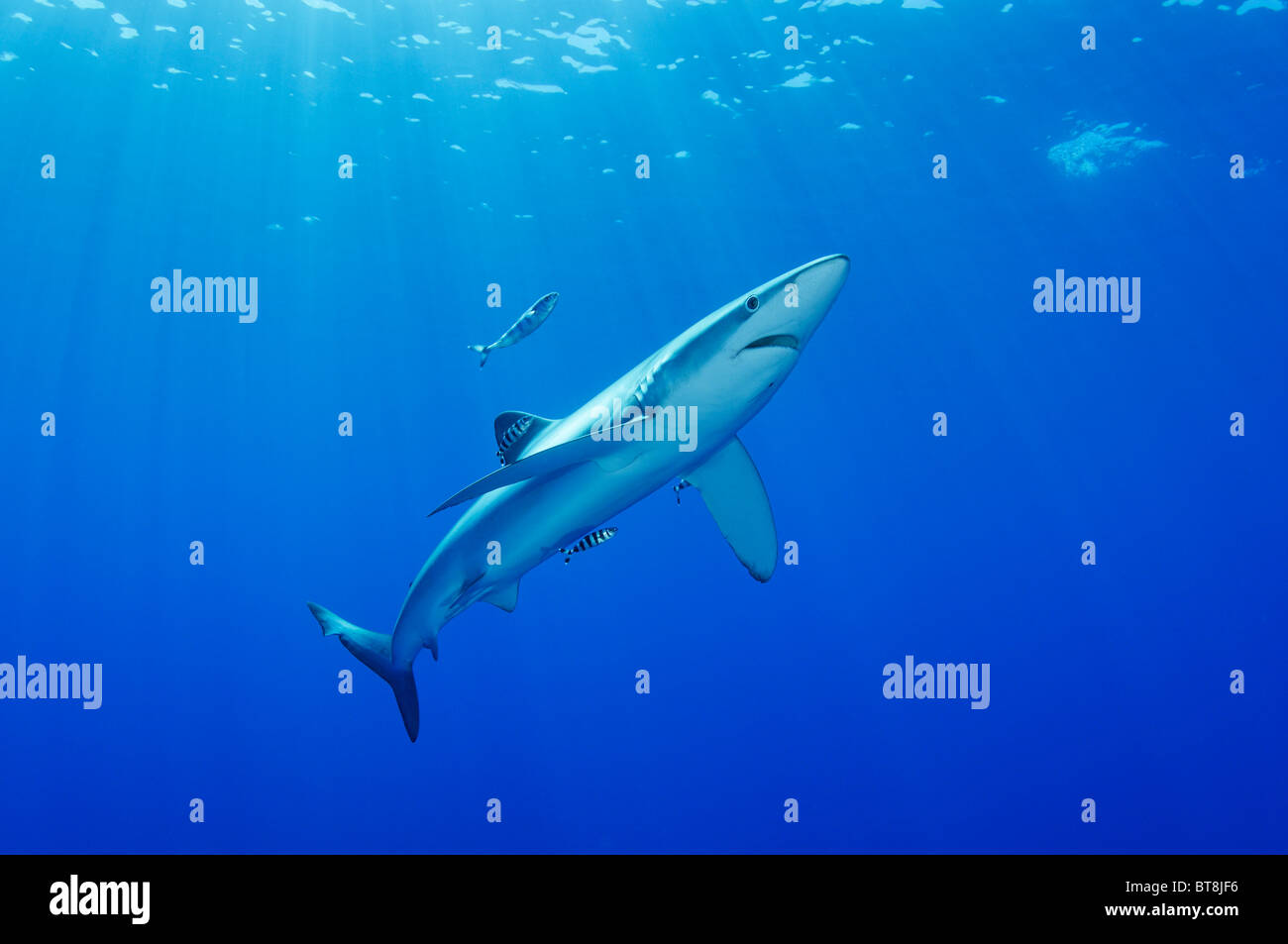 Blauer Hai und Pilotfisch, Prionace Glauca, Naucrates Fortschreitens, Azoren, Portugal, Atlantik Stockfoto