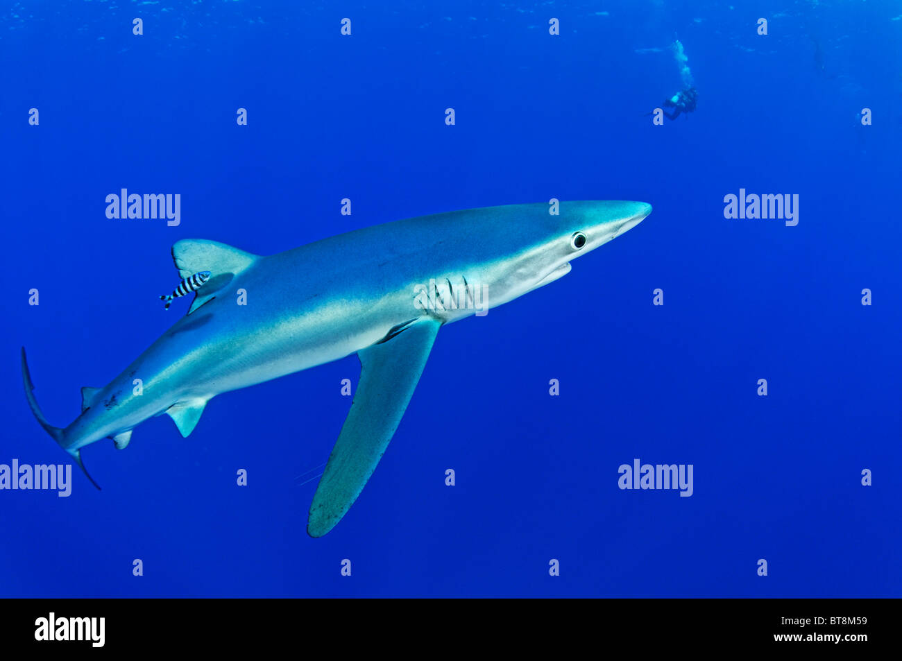 Blauer Hai und Taucher, Prionace Glauca, Naucrates Fortschreitens, Azoren, Portugal, Atlantik Stockfoto