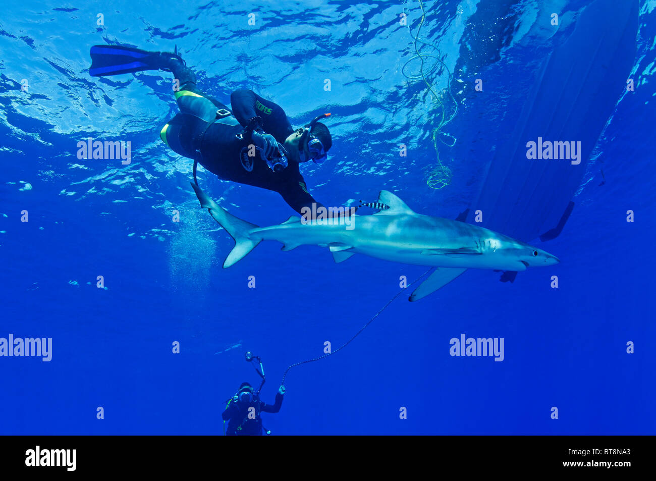 Blauer Hai und Taucher, Prionace Glauca, Azoren, Portugal, Atlantik Stockfoto