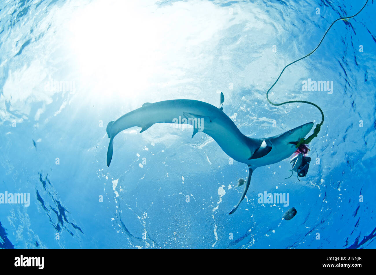 Blauhai Fütterung, Prionace Glauca, Azoren, Portugal, Atlantik Stockfoto