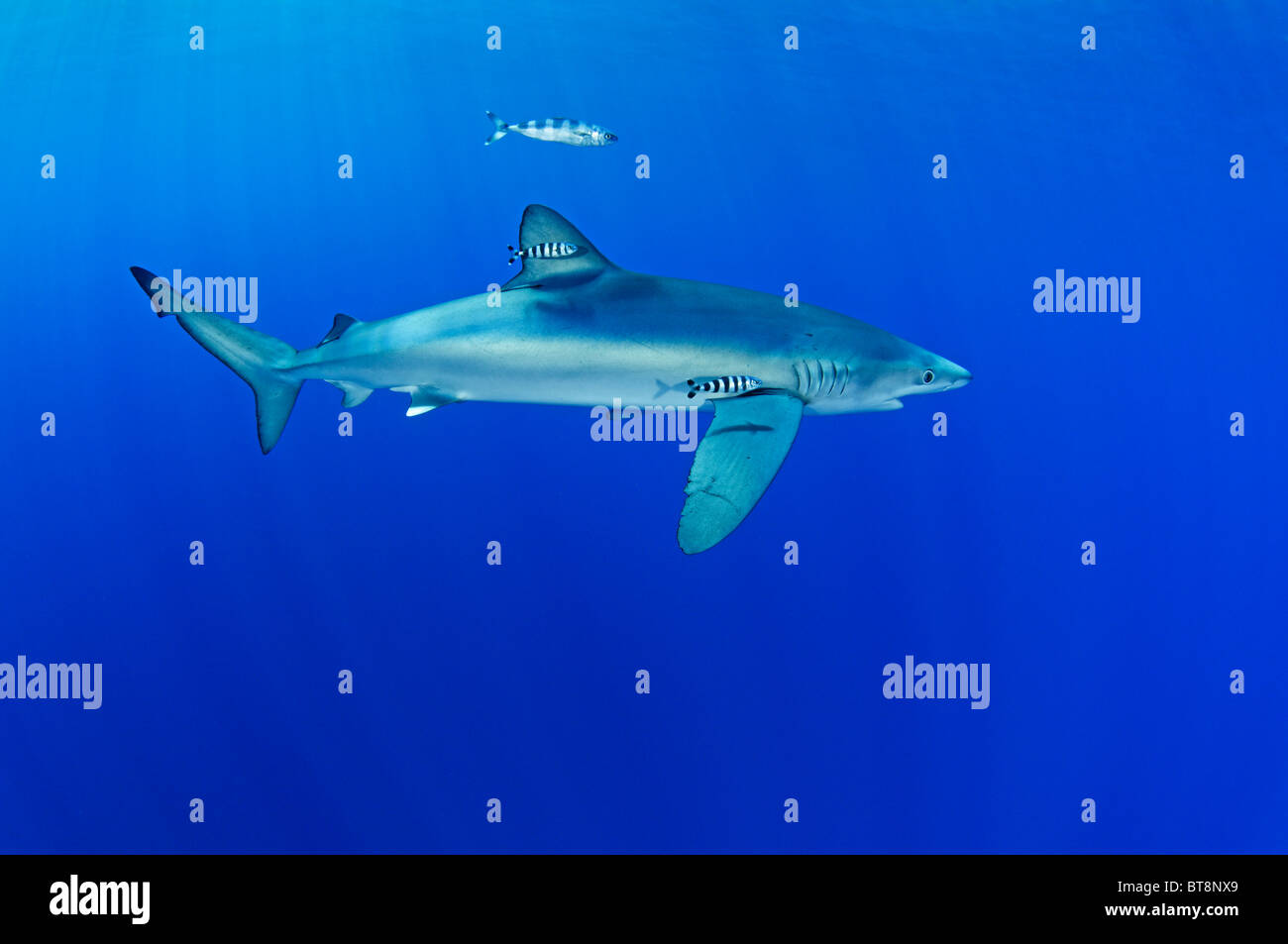 Blauer Hai und Pilotfisch, Prionace Glauca, Naucrates Fortschreitens, Azoren, Portugal, Atlantik Stockfoto