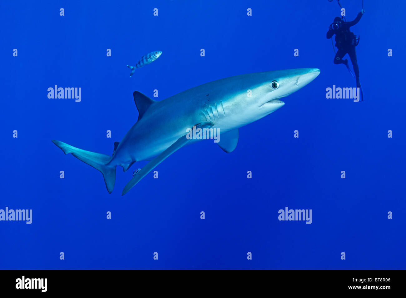 Blauer Hai und Taucher, Prionace Glauca, Naucrates Fortschreitens, Azoren, Portugal, Atlantik Stockfoto