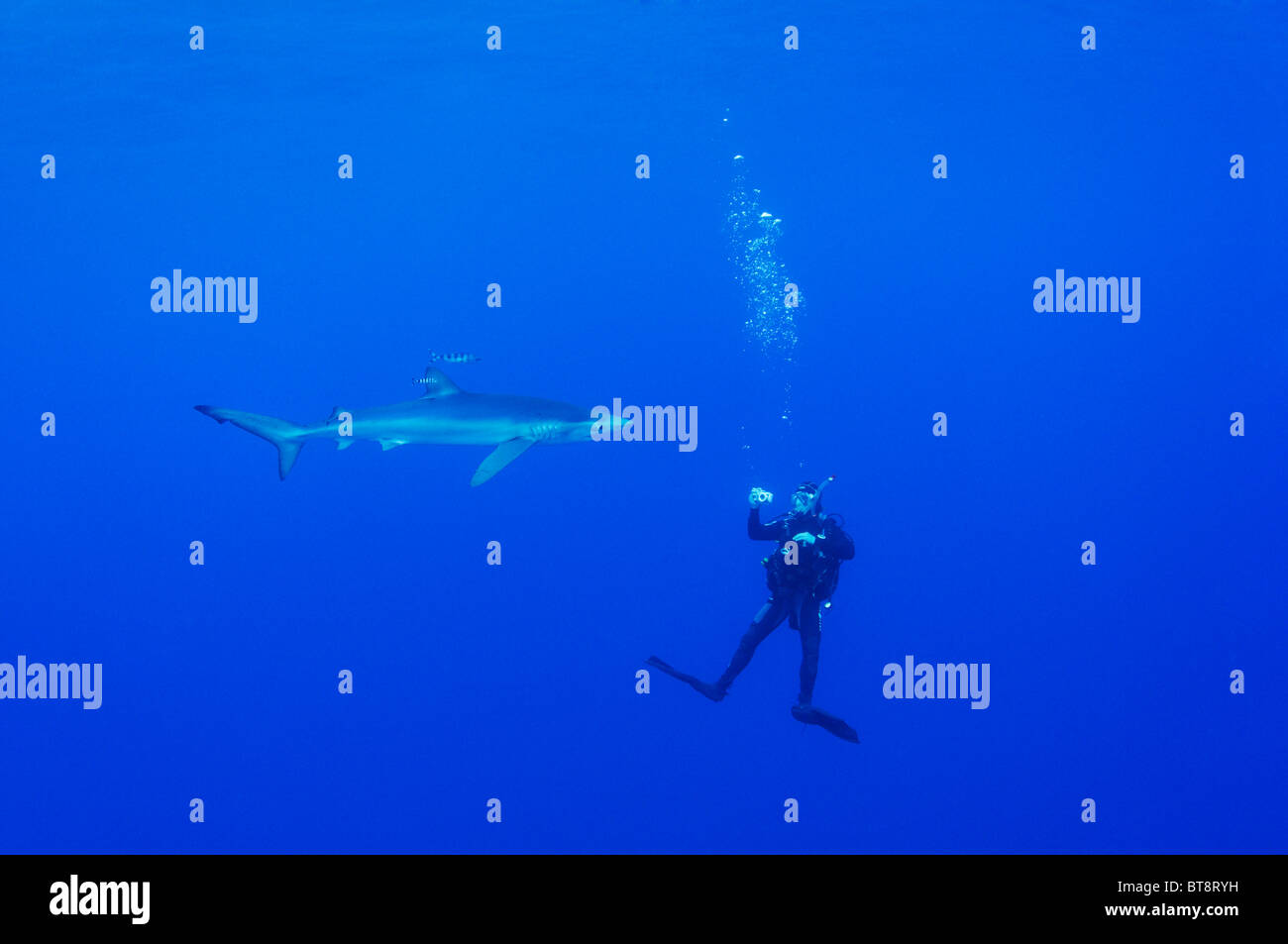 Blauer Hai und Taucher, Prionace Glauca, Azoren, Portugal, Atlantik Stockfoto
