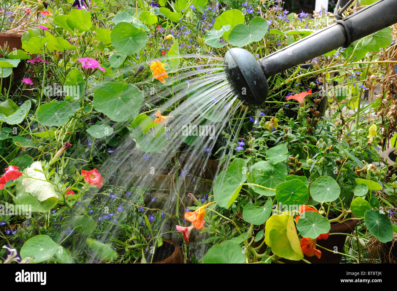 Bewässerung Garten Gießkanne Stockfoto