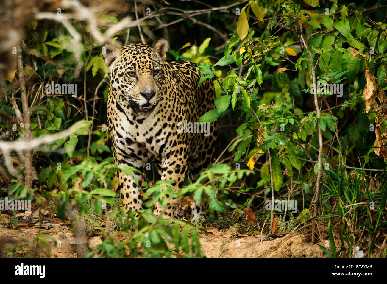 Wildes Jaguar im Pantanal Stockfoto