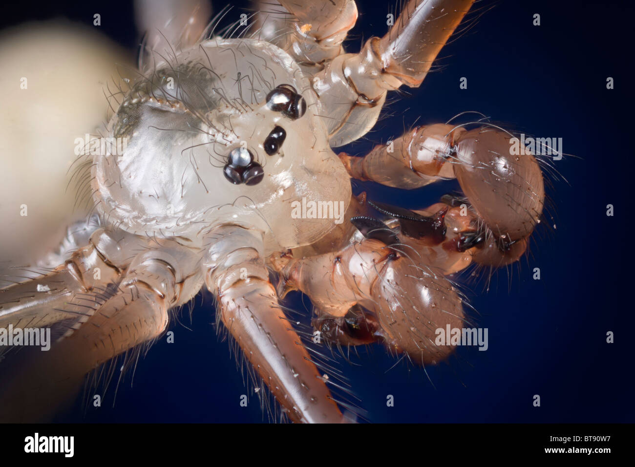 Pholcus Phalangioides Spinne, stark vergrößerten Porträt zeigt Palpen, Mandibeln & seltsame einfachen Augen. Stockfoto