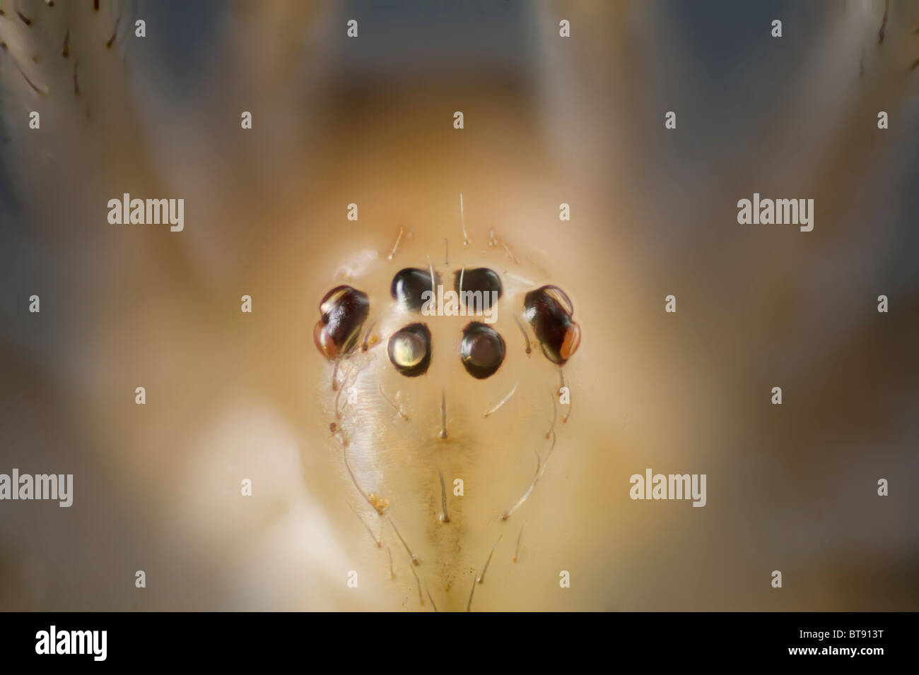 Hohen Makro Anzeigen von einem Kamm leichtfüßig Spinne, zeigt einfache Auge Detail, Vorderansicht Stockfoto