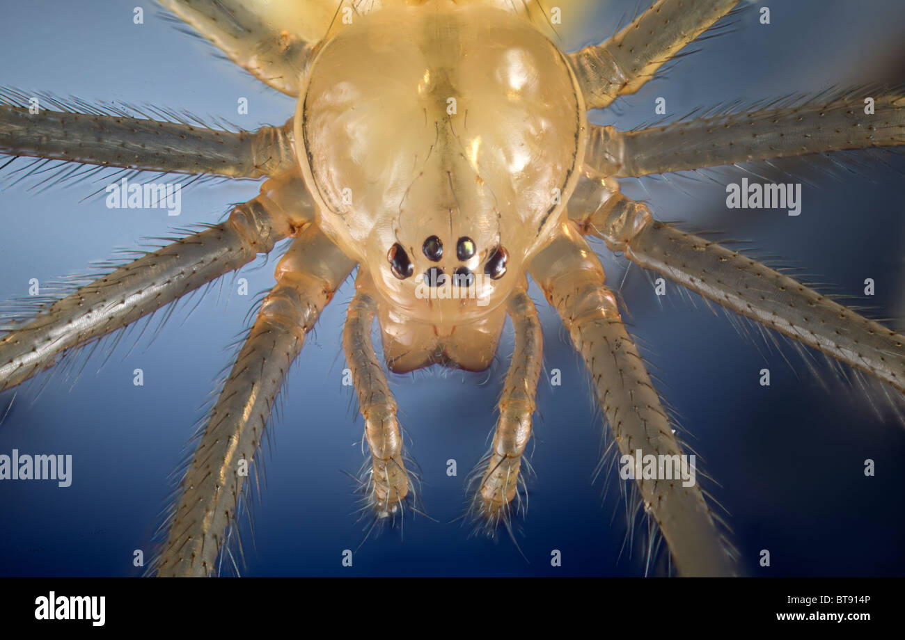 Hohen Makro von einem Kamm leichtfüßig Spinne, zeigt einfache Auge Detail, Dorsalansicht anzeigen Stockfoto