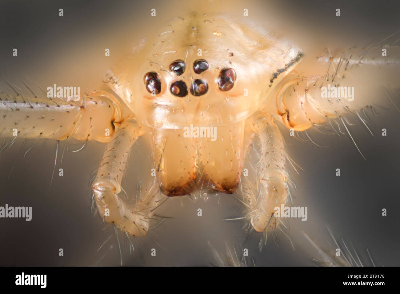 Hohen Makro Anzeigen von einem Kamm leichtfüßig Spinne, zeigt einfache Auge Detail, Vorderansicht Stockfoto