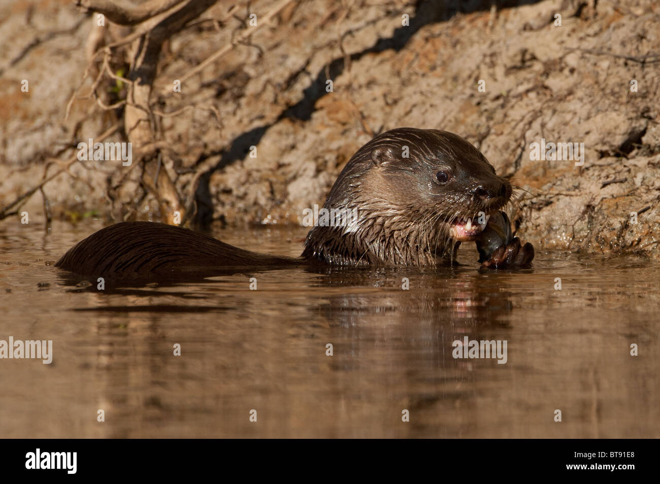 Eine neotropische Otter-Fütterung Stockfoto