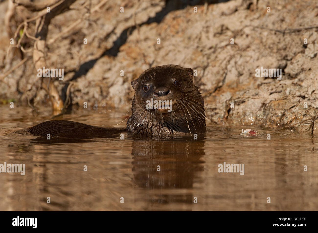 Neotropische Otter Stockfoto