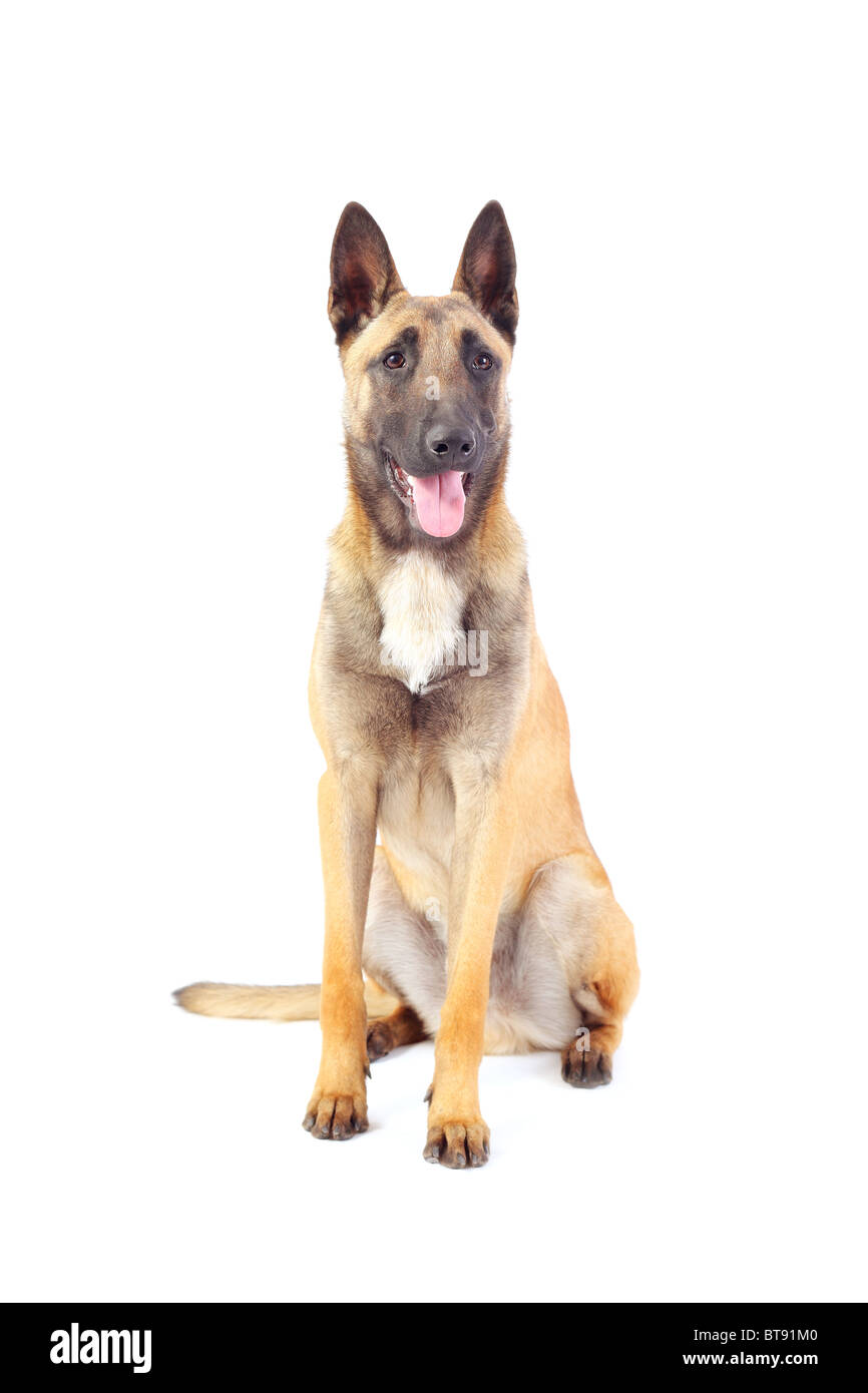 Belgischer Schäferhund isoliert auf weißem Hintergrund Stockfoto