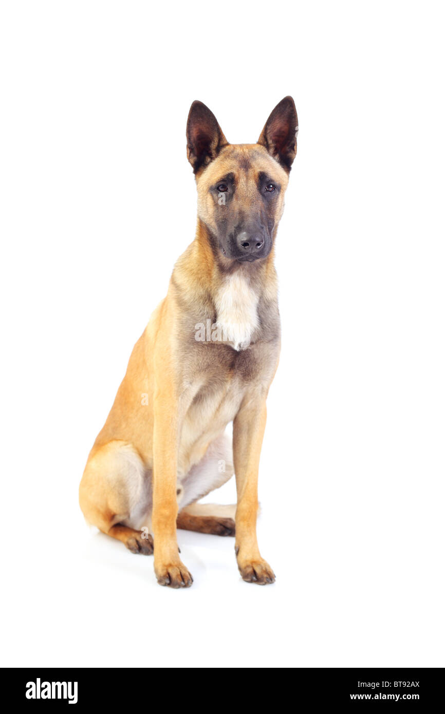 Belgischer Schäferhund isoliert auf weißem Hintergrund Stockfoto